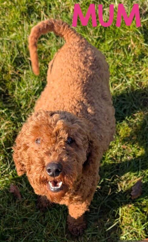 Beautiful Poodle Puppies from Licensed Breeder for sale in Ammanford / Rhydaman, Dyfed - Image 4