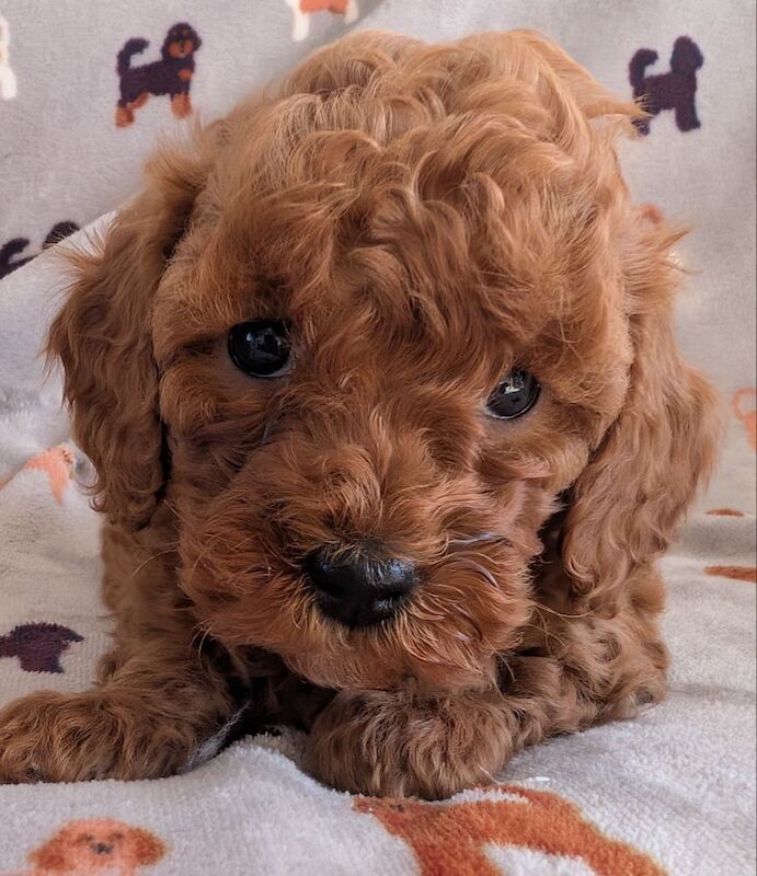 Beautiful Poodle Puppies from Licensed Breeder for sale in Ammanford / Rhydaman, Dyfed - Image 5