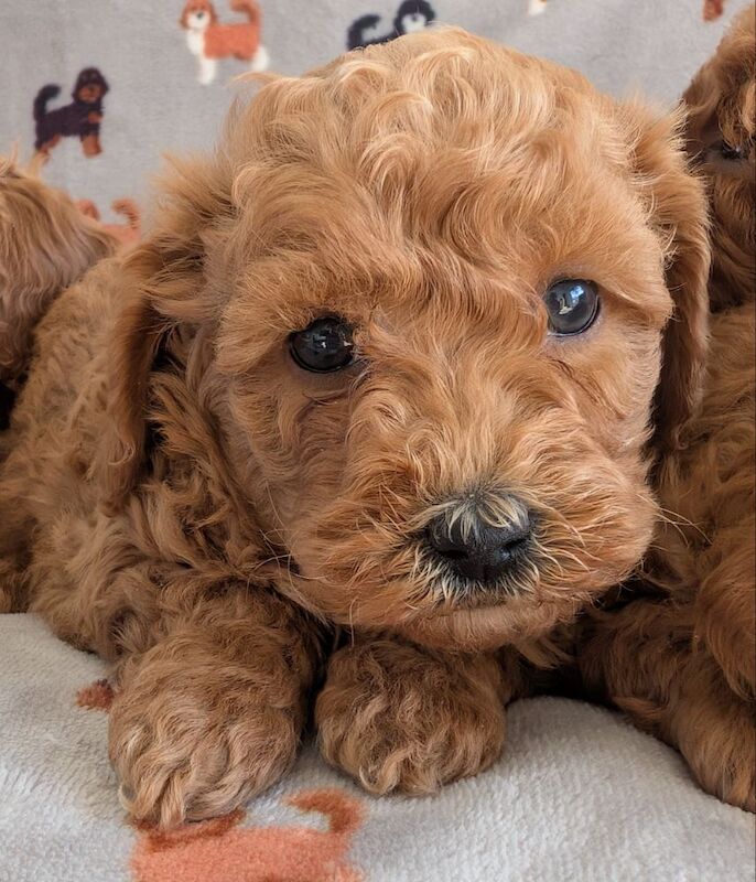 Beautiful Poodle Puppies from Licensed Breeder for sale in Ammanford / Rhydaman, Dyfed - Image 6