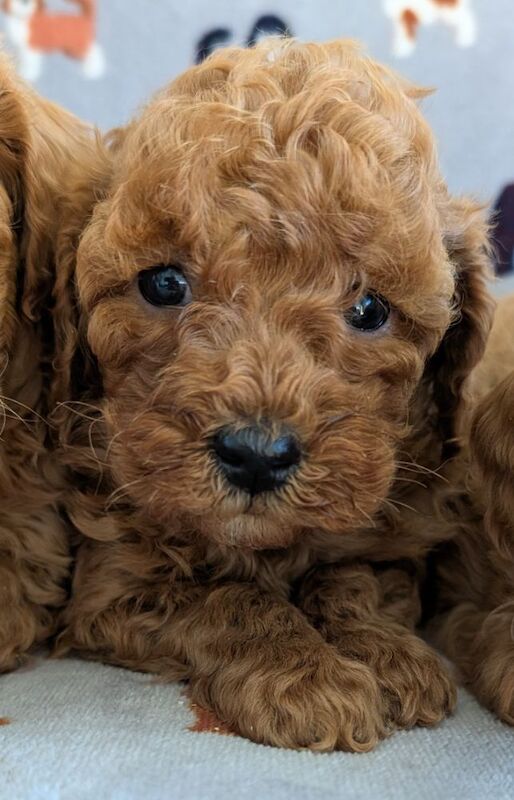 Beautiful Poodle Puppies from Licensed Breeder for sale in Ammanford / Rhydaman, Dyfed - Image 7