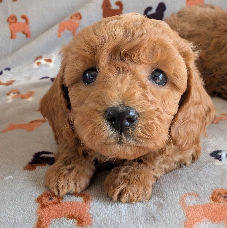 Beautiful Poodle Puppies from Licensed Breeder for sale in Ammanford / Rhydaman, Dyfed - Image 8