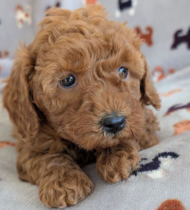 Beautiful Poodle Puppies from Licensed Breeder for sale in Ammanford / Rhydaman, Dyfed - Image 9