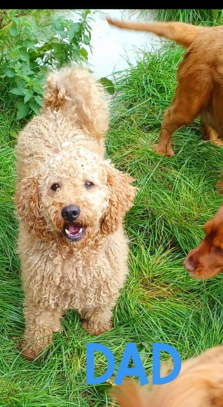 Beautiful Poodle Puppies from Licensed Breeder for sale in Ammanford / Rhydaman, Dyfed - Image 10