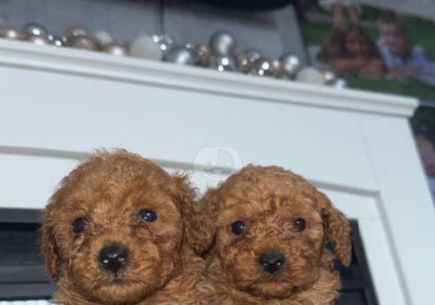 Beautiful poodle puppies for sale in Swansea/Abertawe, Swansea