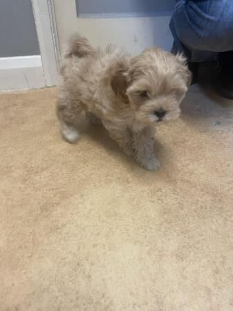 Beautiful shihpoos 1 boy remaining for sale in Guildford, Surrey