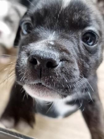 Beautiful Staffy Cross Puppies for sale in Melbourne, Derbyshire
