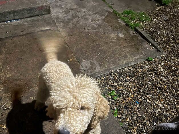 Beautiful standard poodle female for sale in Bristol - Image 2