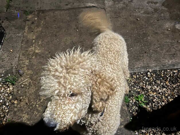 Beautiful standard poodle female for sale in Bristol - Image 4