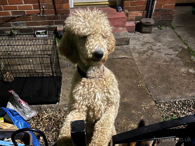 Beautiful standard poodle female for sale in Bristol