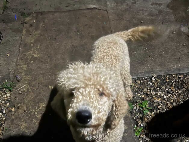 Beautiful standard poodle female for sale in Bristol - Image 3