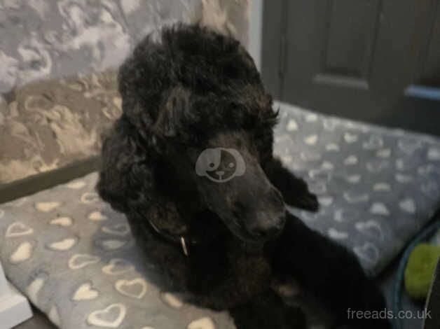 Poodle Puppies For Sale Under £1,000