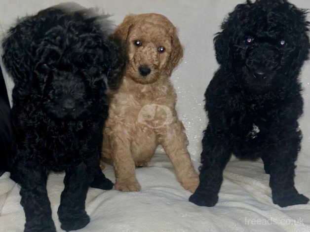 Beautiful standard poodle puppies for sale in Newton Aycliffe, County Durham