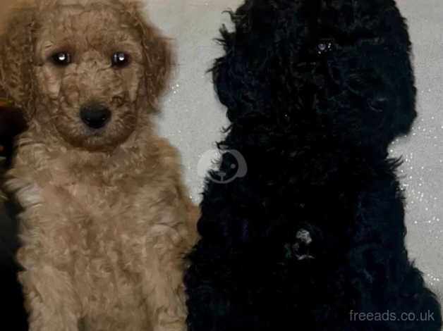 Beautiful standard poodle puppies for sale in Newton Aycliffe, County Durham - Image 2