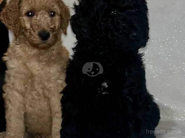 Beautiful standard poodle puppies for sale in Newton Aycliffe, County Durham - Image 4