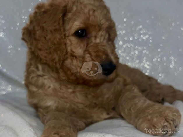 Beautiful standard poodle puppies for sale in Newton Aycliffe, County Durham - Image 5