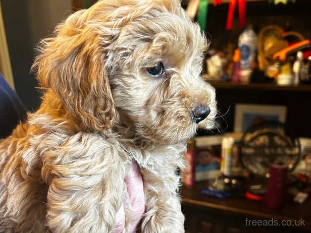 Beautiful Teddy Bears Bichon x Toy Poodle for sale in Ammanford/Rhydaman, Carmarthenshire