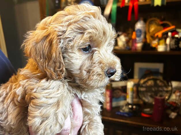 Beautiful Teddy Bears Bichon x Toy Poodle for sale in Ammanford/Rhydaman, Carmarthenshire - Image 2