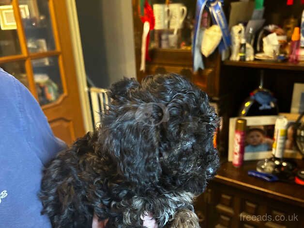 Beautiful Teddy Bears Bichon x Toy Poodle for sale in Ammanford/Rhydaman, Carmarthenshire - Image 3