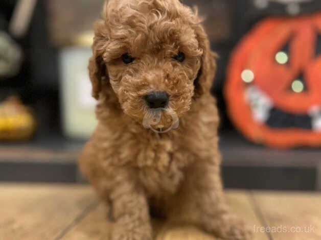 Beautiful Toy Poodles for sale in Thirsk, North Yorkshire - Image 1