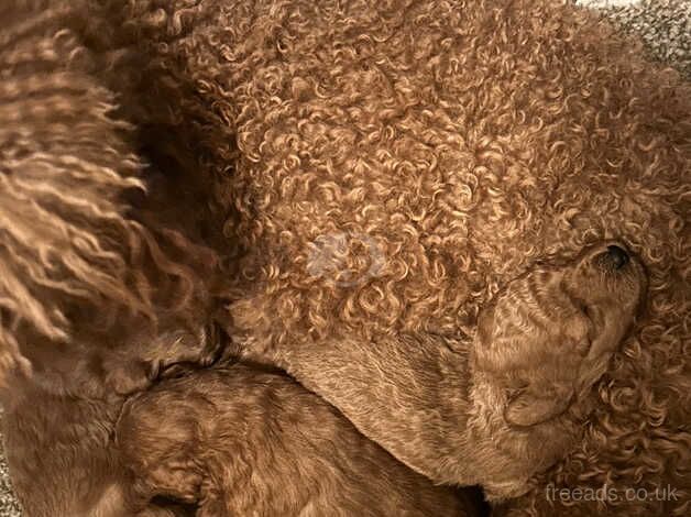 Poodles for sale in Thirsk, North Yorkshire