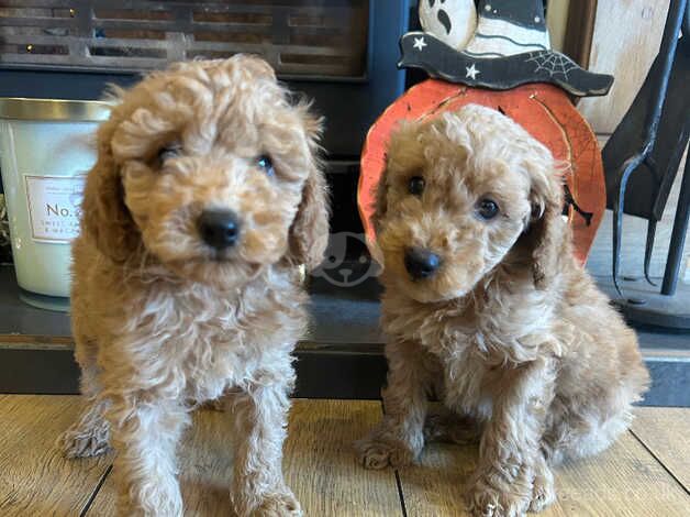 Beautiful Toy Poodles for sale in Thirsk, North Yorkshire - Image 3