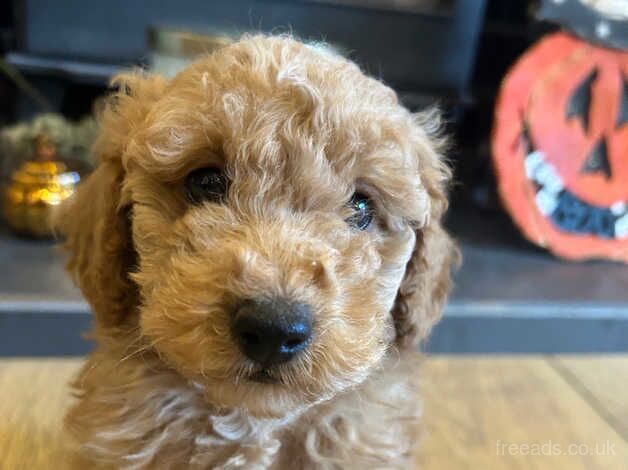 Beautiful Toy Poodles for sale in Thirsk, North Yorkshire - Image 4