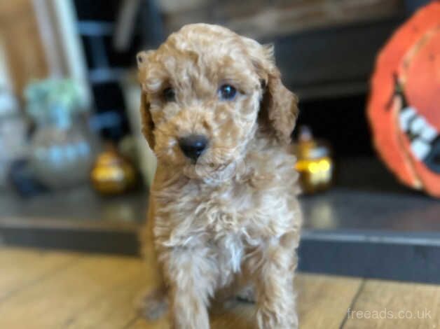 Beautiful Toy Poodles for sale in Thirsk, North Yorkshire - Image 5