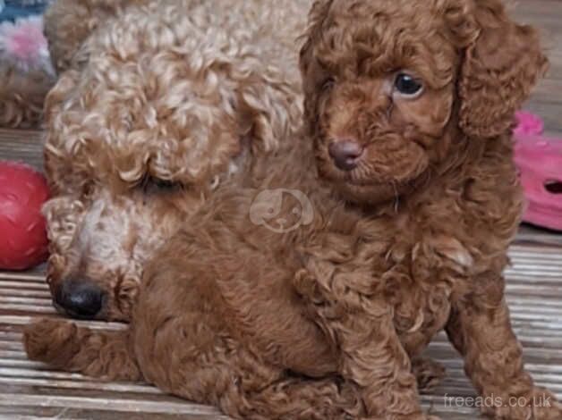 Beautifull red poodles for sale in Waterlooville, Hampshire - Image 1