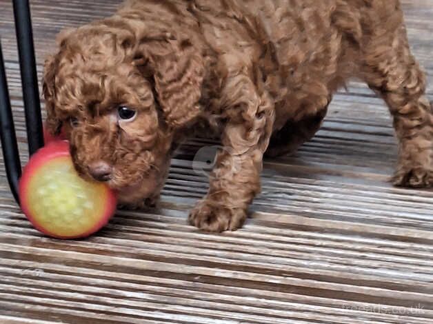 Beautifull red poodles for sale in Waterlooville, Hampshire - Image 2