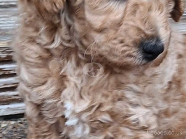 Beautifull red poodles for sale in Waterlooville, Hampshire - Image 3