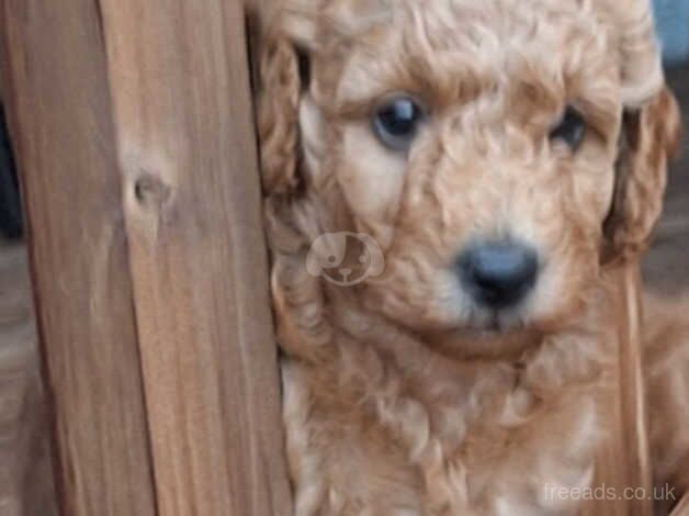 Beautifull red poodles for sale in Waterlooville, Hampshire - Image 4