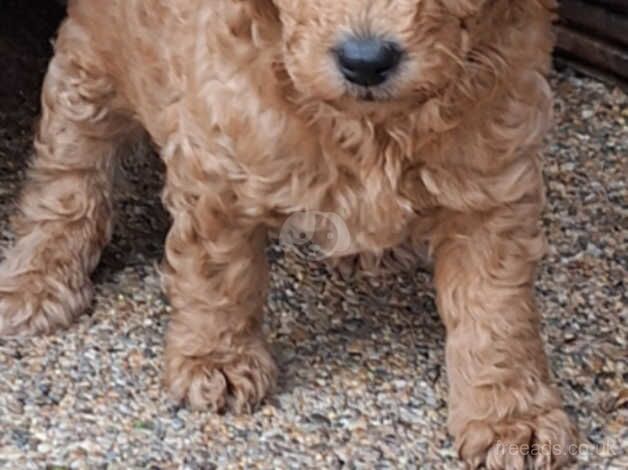 Beautifull red poodles for sale in Waterlooville, Hampshire - Image 5