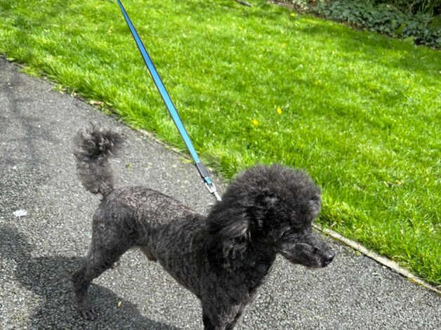 Black / silver toy poodle needs rehoming for sale in Bradford, West Yorkshire