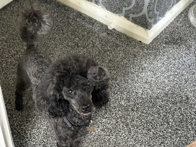 Black / silver toy poodle needs rehoming for sale in Bradford, West Yorkshire - Image 2