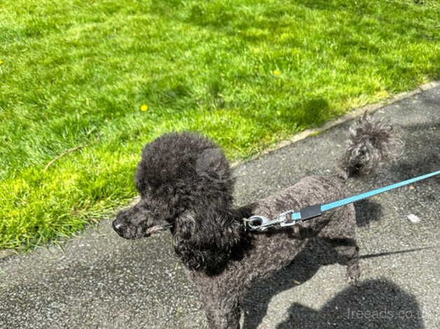 Black / silver toy poodle needs rehoming for sale in Bradford, West Yorkshire - Image 3