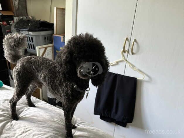 Black / silver toy poodle needs rehoming for sale in Bradford, West Yorkshire - Image 4