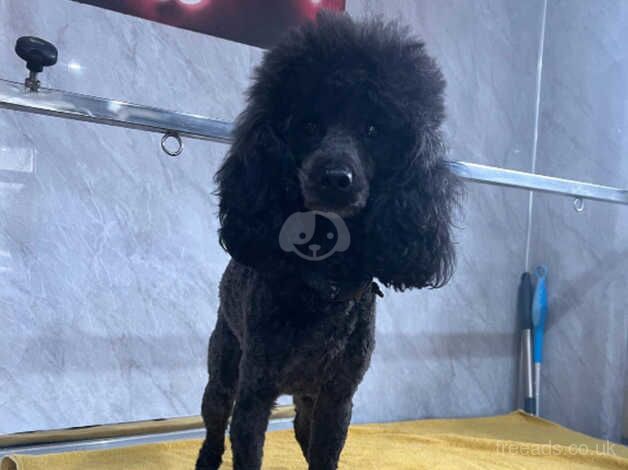 Black / silver toy poodle needs rehoming for sale in Bradford, West Yorkshire - Image 5