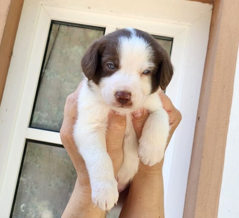 Blue eyed mini AussieDoodle – AussiePoo – Australian Shepherd and Poodle Mix for sale in Richmond, Richmond upon Thames, Greater London - Image 2