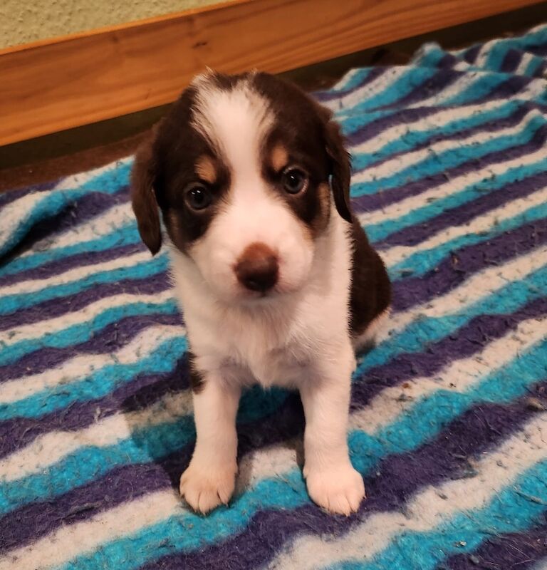 Blue eyed mini AussieDoodle – AussiePoo – Australian Shepherd and Poodle Mix for sale in Richmond, Richmond upon Thames, Greater London - Image 3