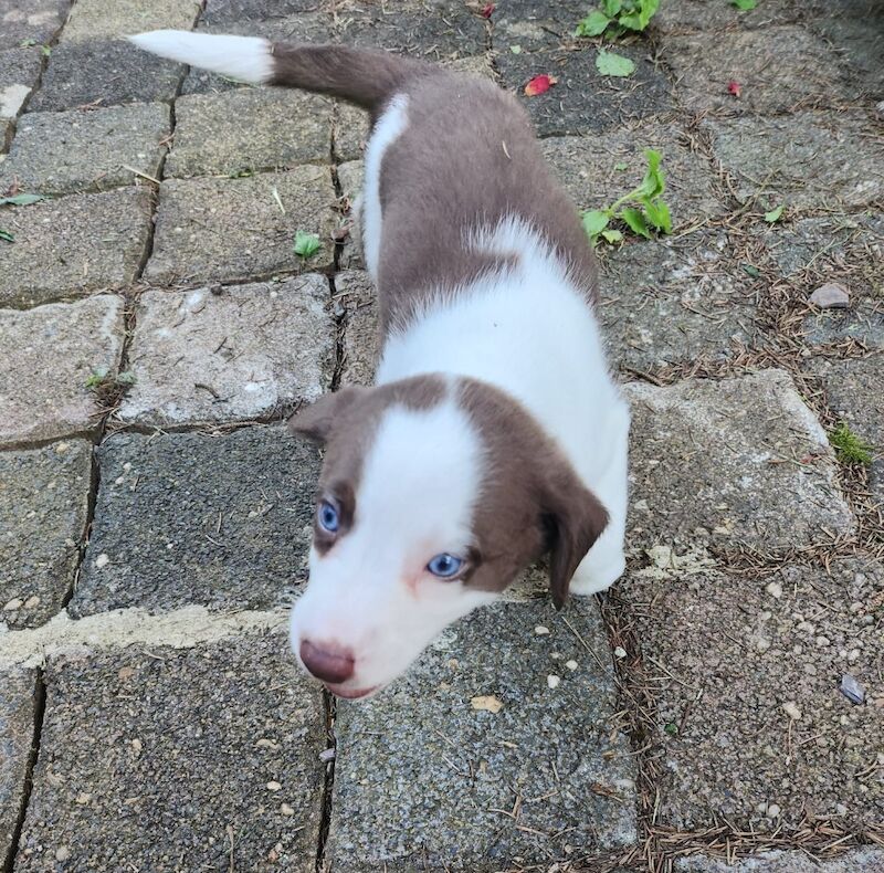 Blue eyed mini AussieDoodle – AussiePoo – Australian Shepherd and Poodle Mix for sale in Richmond, Richmond upon Thames, Greater London - Image 4