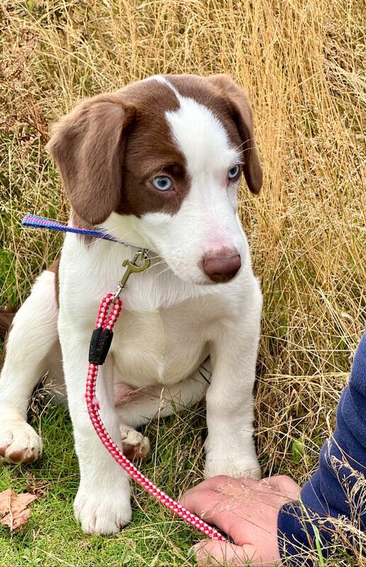 Blue eyed mini AussieDoodle – AussiePoo – Australian Shepherd and Poodle Mix for sale in Richmond, Richmond upon Thames, Greater London - Image 6