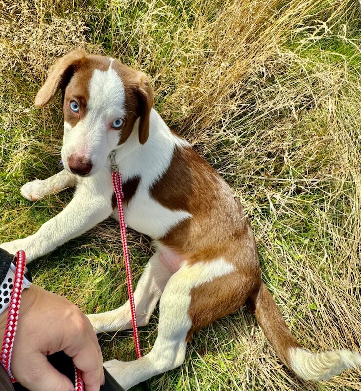 Blue eyed mini AussieDoodle – AussiePoo – Australian Shepherd and Poodle Mix for sale in Richmond, Richmond upon Thames, Greater London - Image 7