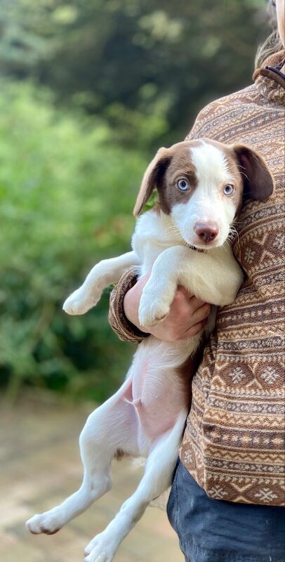 Blue eyed mini AussieDoodle – AussiePoo – Australian Shepherd and Poodle Mix for sale in Richmond, Richmond upon Thames, Greater London - Image 9