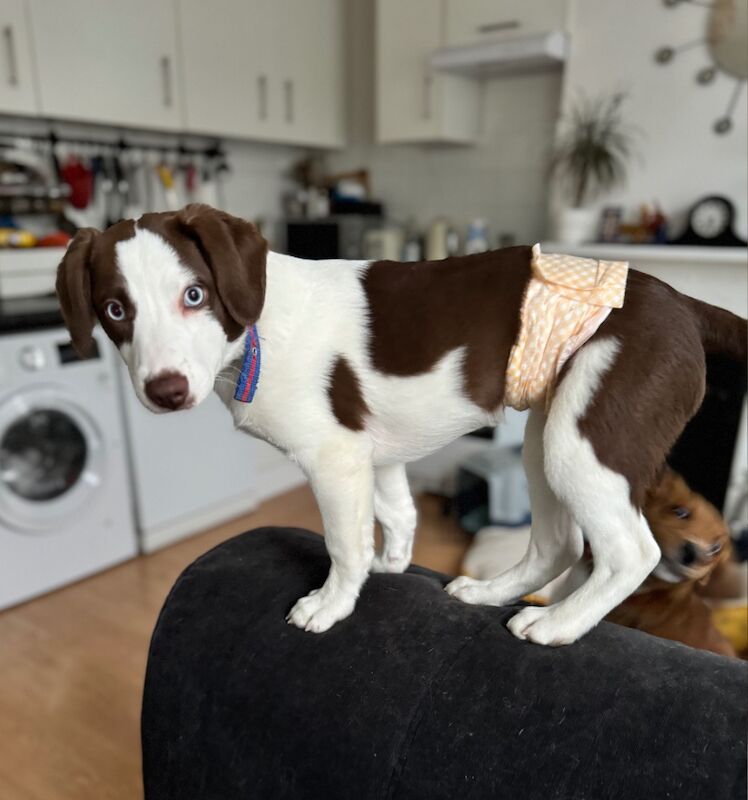 Blue eyed mini AussieDoodle – AussiePoo – Australian Shepherd and Poodle Mix for sale in Richmond, Richmond upon Thames, Greater London - Image 11