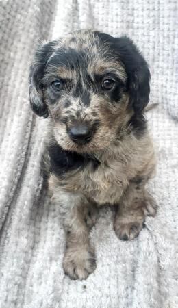 Blue Merle Miniature Labradoodle Puppies for sale in Jedburgh, Scottish Borders