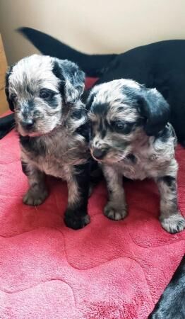 Blue Merle Miniature Labradoodle Puppies for sale in Jedburgh, Scottish Borders - Image 2