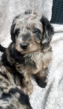 Blue Merle Miniature Labradoodle Puppies for sale in Jedburgh, Scottish Borders - Image 3