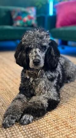 Blue Merle Miniature Labradoodle Puppies for sale in Jedburgh, Scottish Borders - Image 4