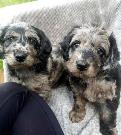 Blue Merle Miniature Labradoodle Puppies for sale in Jedburgh, Scottish Borders - Image 5