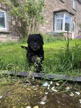 Bordoodle/colliepoo pups ready to from 27th june for sale in Brecon/Aberhonddu, Powys - Image 1